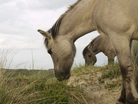 Wild horses running free in the dutch dunes