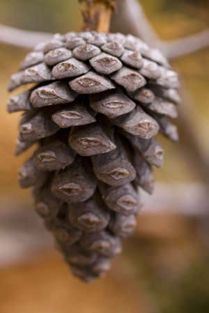 Large pine apple in a forest in focusの写真素材