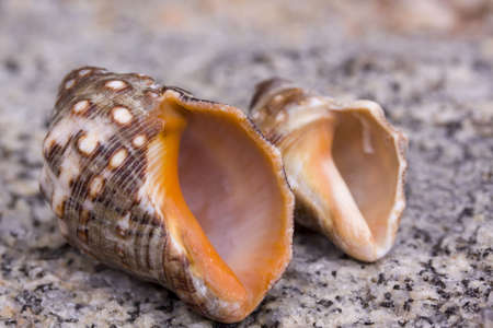 Two big shells on a rock in a rowの写真素材