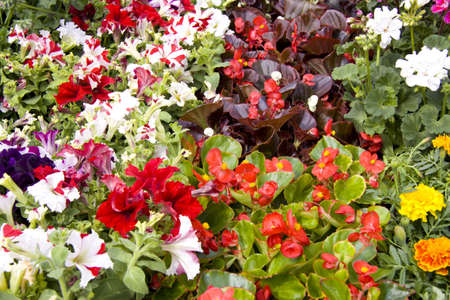 Colorful different flowers in a flowershop 