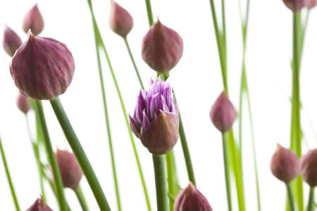 Chives in bloom isolated on a white backgroundの写真素材
