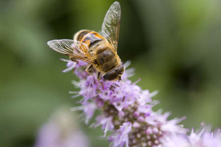 Bee on a purple flower searchig for nectar