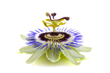 Passion flower with water drops isolated over whiteの写真素材