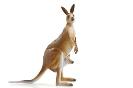 Kangaroo with little one in her bag isolated over whiteの写真素材