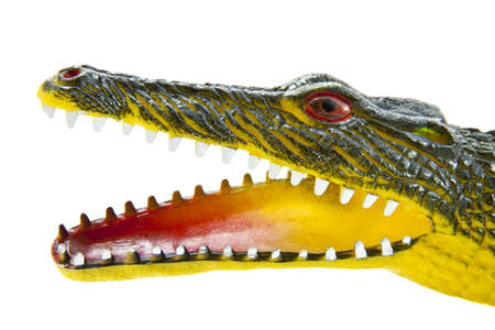 Crocodile head close up isolated over whiteの写真素材