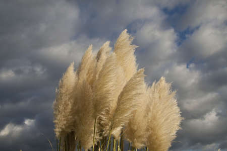Fuzzy plant close up on a dark cloudy skyの写真素材