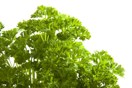 Green fresh parsley isolated on a white backgroundの写真素材