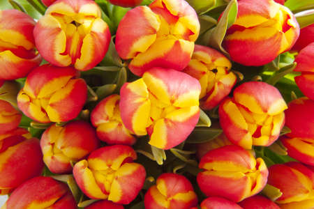 Top view from lots of tulips for background useの写真素材