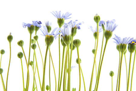 Felicia close up isolated on a white backgroundの写真素材