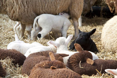 Sheep and lambs in the hay for background useの写真素材