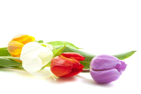 Colorful dutch tulips in a row on a white backgroundの写真素材