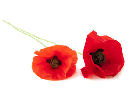 Two wild red poppy's isolated on a white backgroundの写真素材
