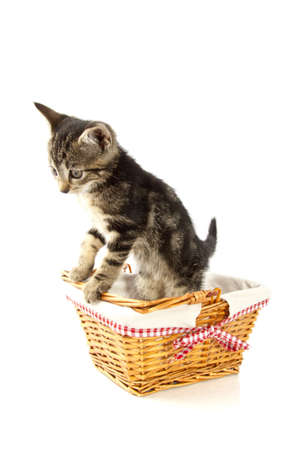 Little kitten in wooden cane basket isolated over whiteの写真素材