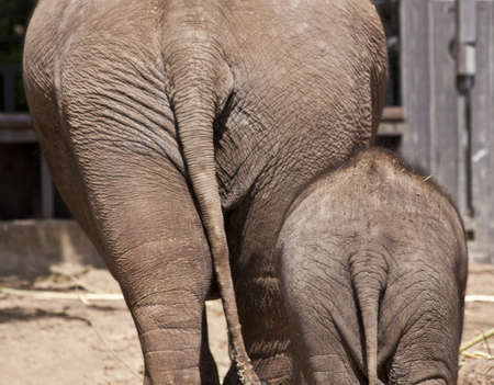 Adult elephant and young elephant from the back for background useの写真素材