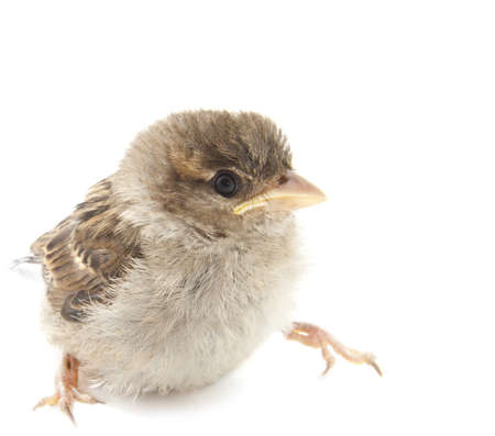 Pretty young sparrow isolated on a white backgroundの写真素材