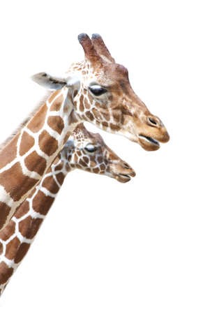 Two pretty giraffes isolated on a white backgroundの写真素材