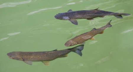 Fish in a french clear green river