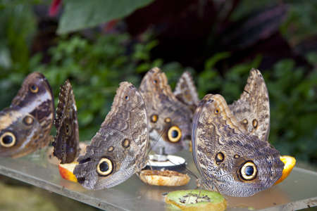 Group butterfly's eating fruit of a table for background use