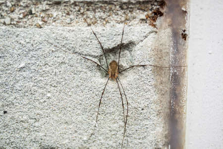 Creepy spider on a wall with long legs for background use