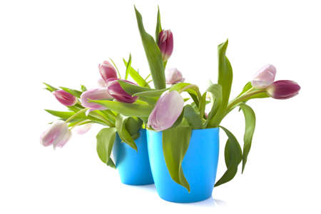 Pink tulips in blue flower-pot isolated over whiteの写真素材