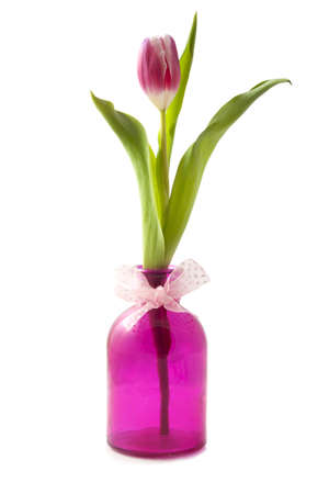 Beautiful tulip in pink vase isolated over whiteの写真素材