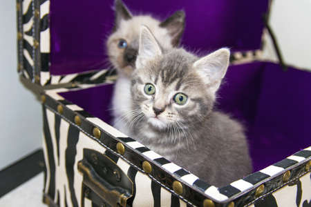 Two young fluffy kittens in zebra boxの写真素材