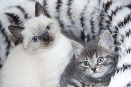 Two young fluffy kittens close-up for background use