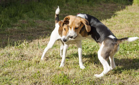 Playing young beagle with playing jack-russel in the garden
