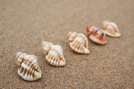 Seashells in a row on the sand