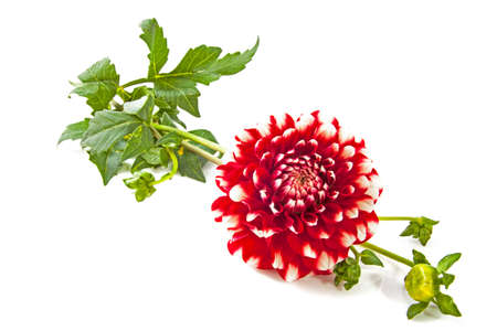 Beautiful red white dahlia with green leaves isolated over white isolated over whiteの写真素材