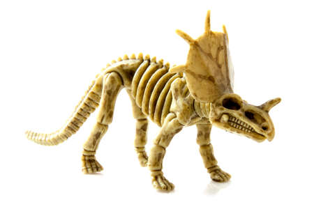 Skeleton of a ancient protoceratops isolated over whiteの写真素材