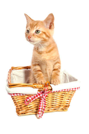 Red kitten in wooden basket isolated over whiteの写真素材