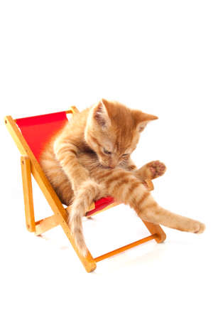 Red kitten sitting in beach chair isolated over whiteの写真素材