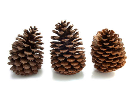 Three pines in a row isolated over whiteの写真素材