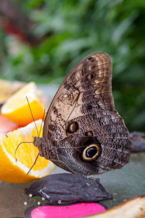 Blue Morpho Butterfly on a slice orangeの写真素材