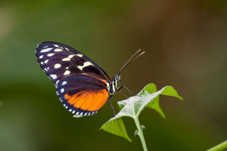 Beautiful colorful butterfly sitting on a green leaf