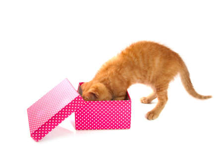 Spotted pink white box with red kitten isoleted over whiteの写真素材