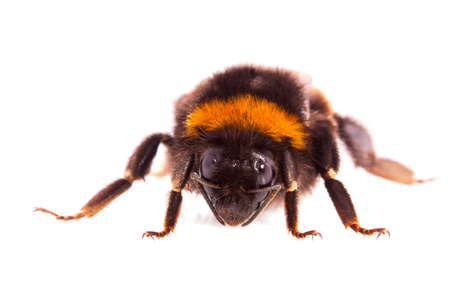 Macro shot of a bumblebee isolated over whiteの写真素材