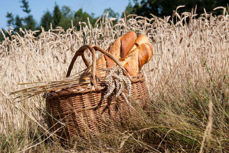 Basket filled with bread in a grain fieldの写真素材