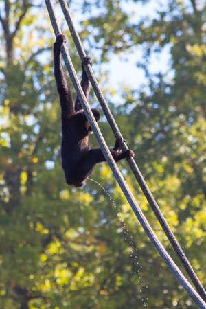 Monkey hanging in the ropes needs to peeの写真素材