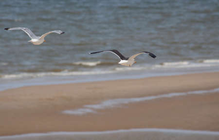 Flying seagulls above the dutch  coast lineの写真素材