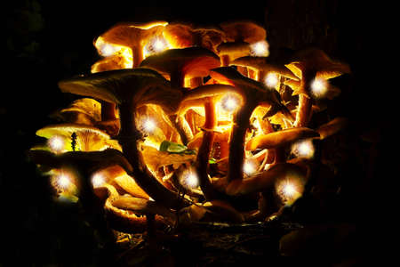 Mushrooms in a forest with light effectの写真素材