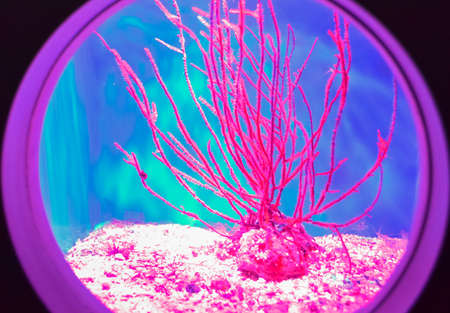 exotic inhabitants of the underwater world of the seas and oceansの写真素材