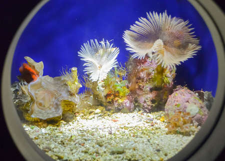 exotic inhabitants of the underwater world of the seas and oceansの写真素材