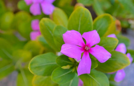 beautiful open flowerの写真素材