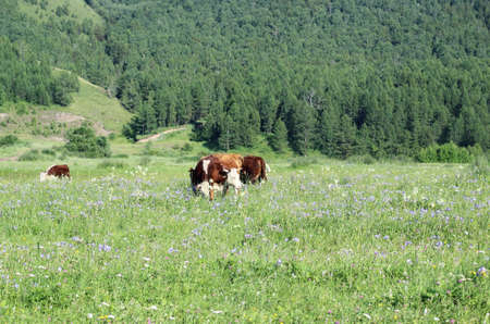 on a green meadow cowsの写真素材