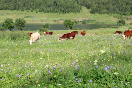 on a green meadow cowsの写真素材