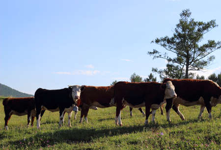 on a green meadow cowsの写真素材