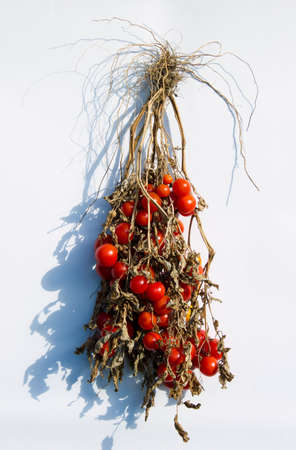 concept autumn harvest tomatoesの写真素材