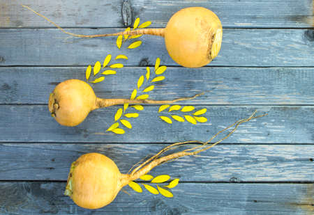 Concept autumn harvest radish and petals. Selective Focusの写真素材